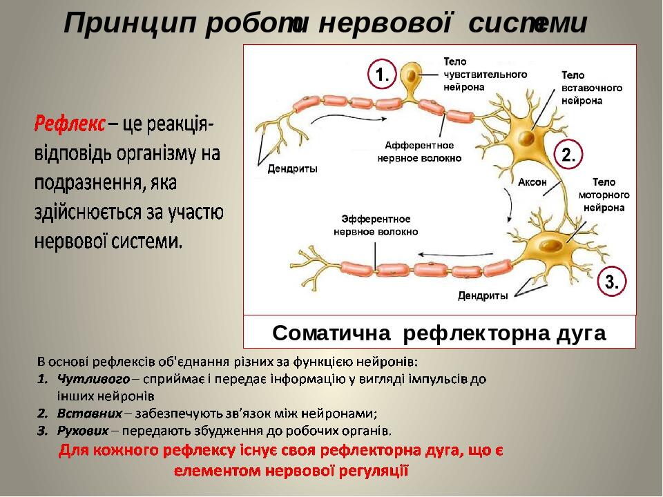 Принцип роботи нервової системи Соматична рефлекторна дуга