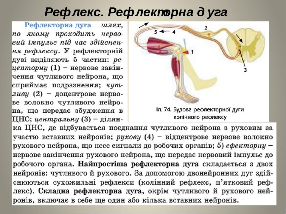 Рефлекс. Рефлекторна дуга