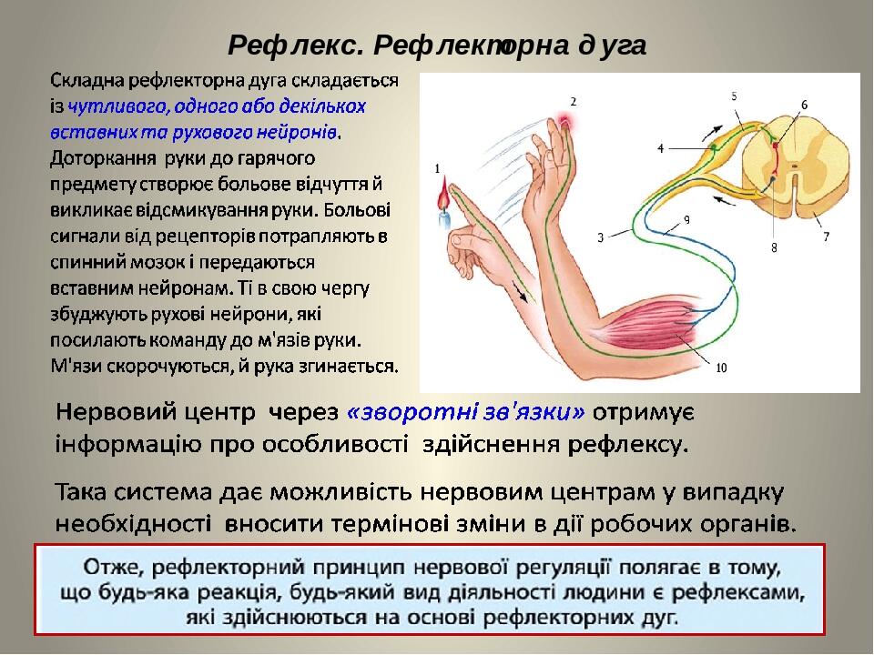 Рефлекс. Рефлекторна дуга