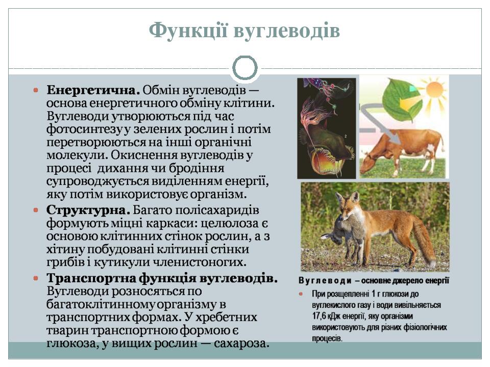 Функції вуглеводів