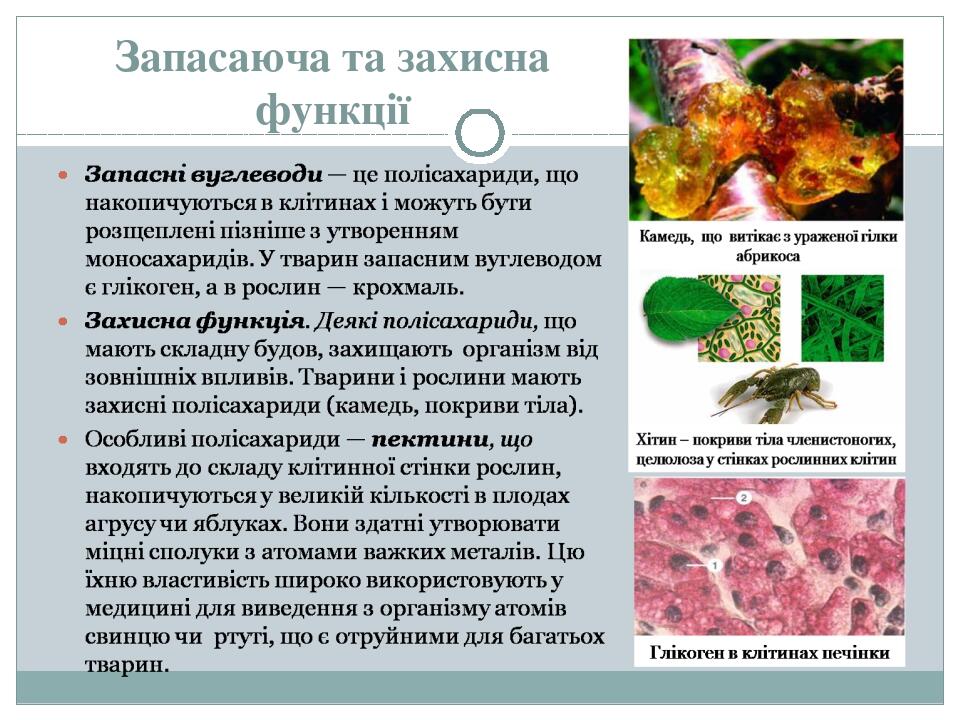 Запасаюча та захисна функції