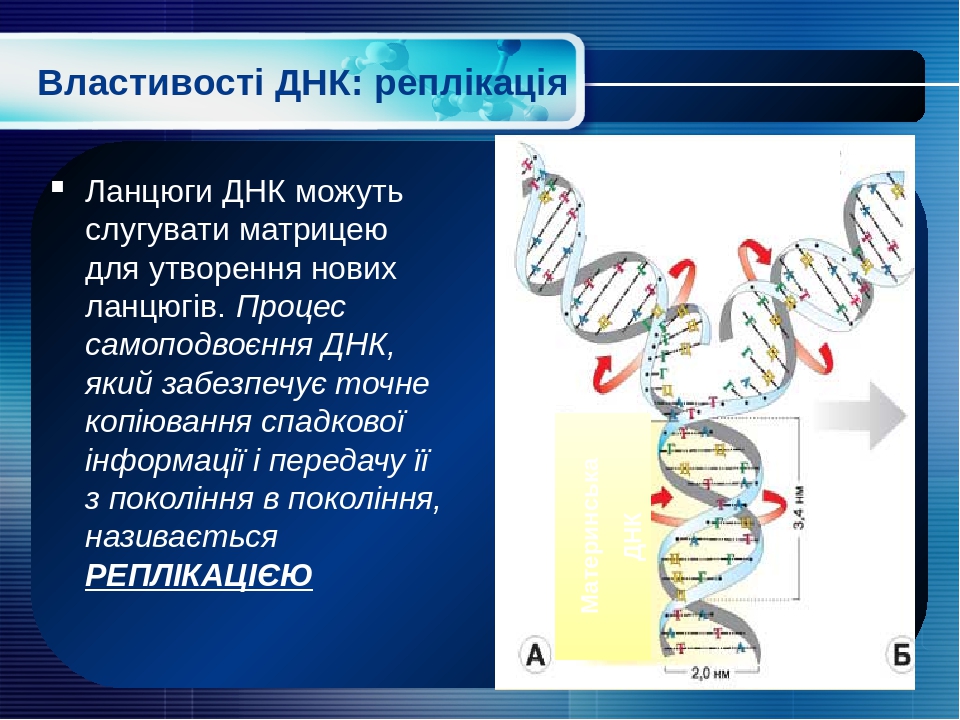 Функции днк картинки