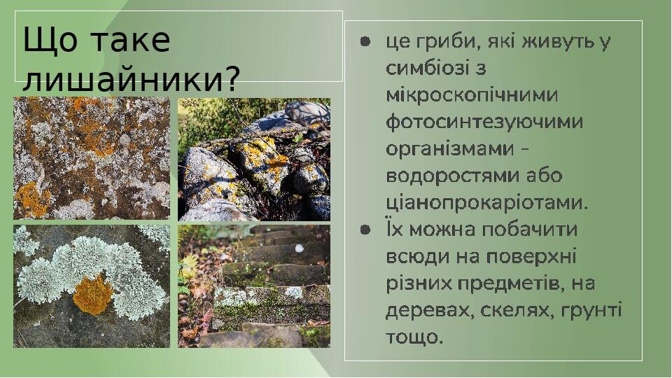 Що таке лишайники?