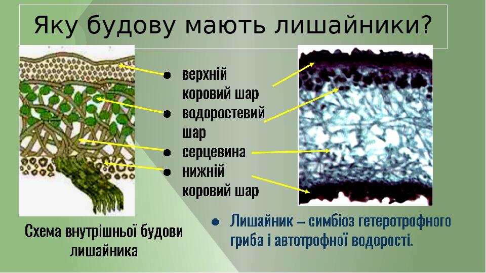 Яку будову мають лишайники?