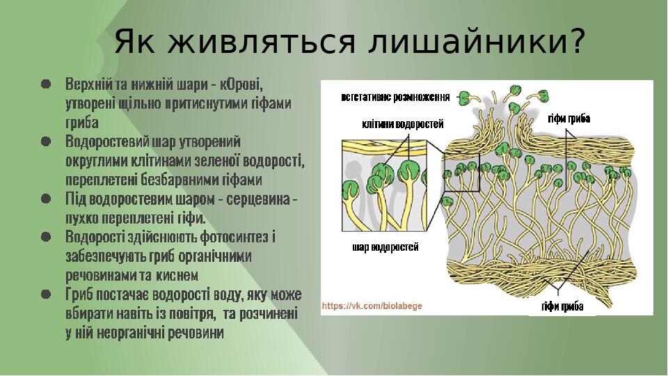 Як живляться лишайники?