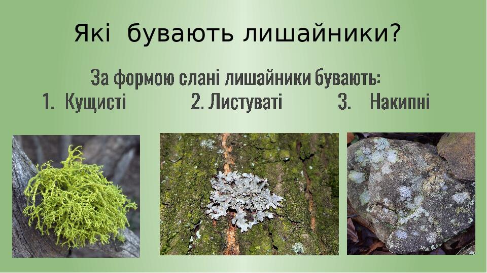 Які бувають лишайники?