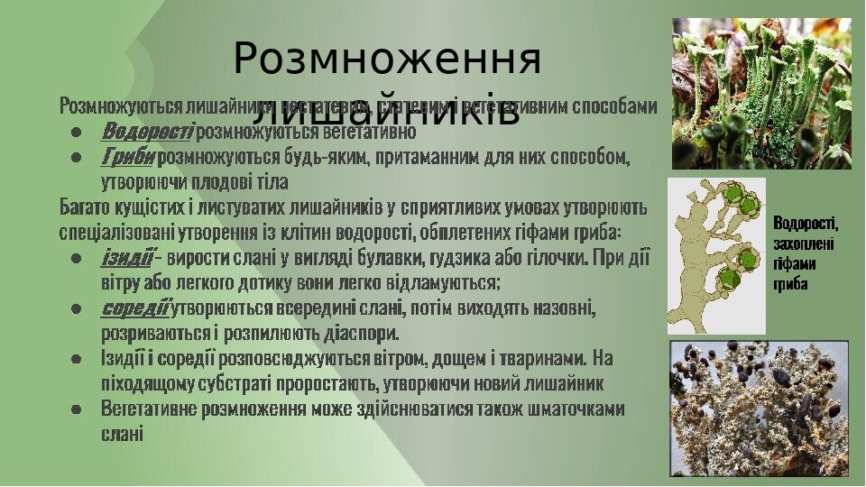 Розмноження лишайників Многие кустистые и листоватые лишайники в благоприятных условиях дают специализированные структуры вегетативного размножения...