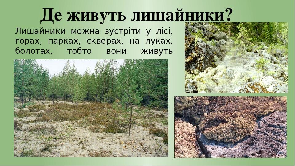 Де живуть лишайники? Лишайники можна зустріти у лісі, горах, парках, скверах, на луках, болотах, тобто вони живуть практично усюди.