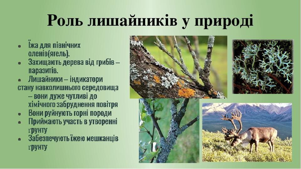 Роль лишайників у природі