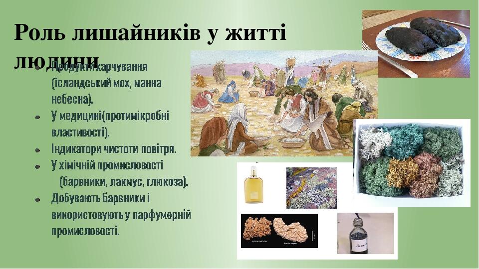 Роль лишайників у житті людини