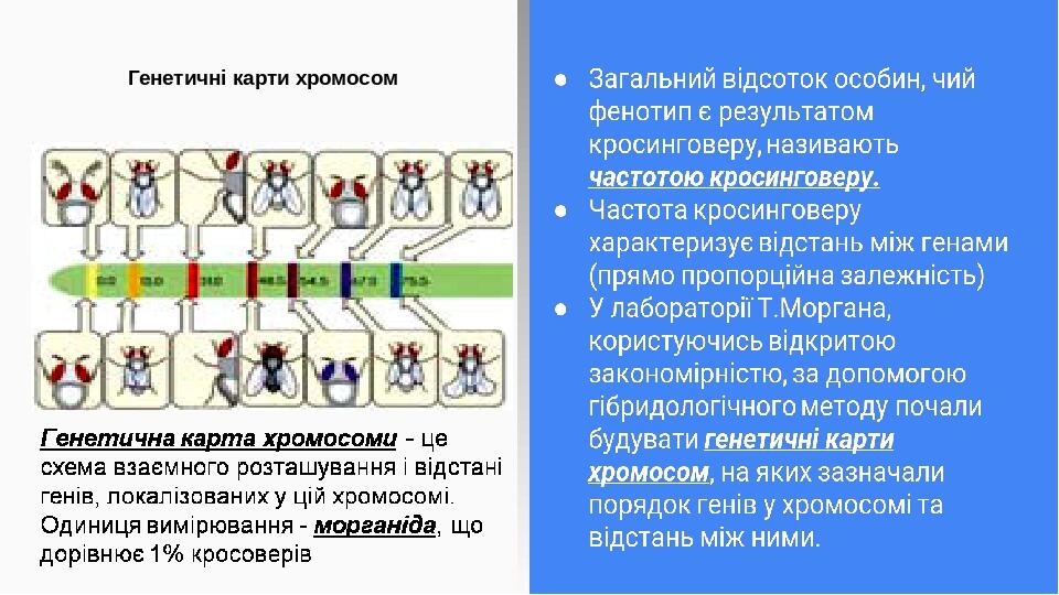 Секвенсовая карта хромосом