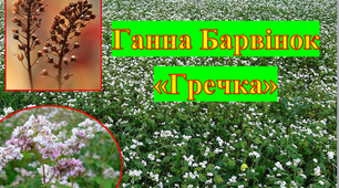 Ганна Барвінок "Гречка"