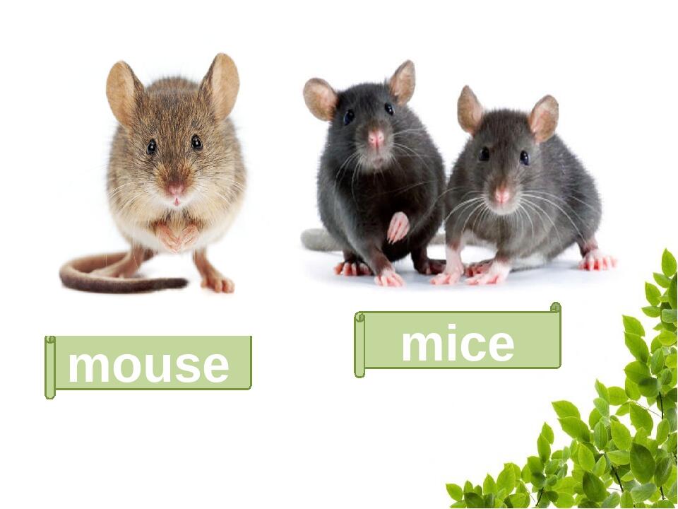 Plural nouns. Множина іменників. Презентація. Англійська мова