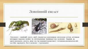 Опора і рух. Види скелета. Значення опорно-рухової системи