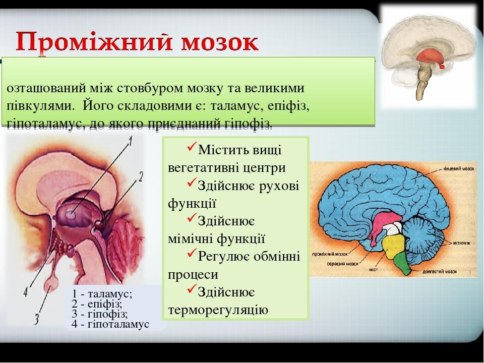 Презентація "Будова та функції головного мозку" | Презентація. Медицина