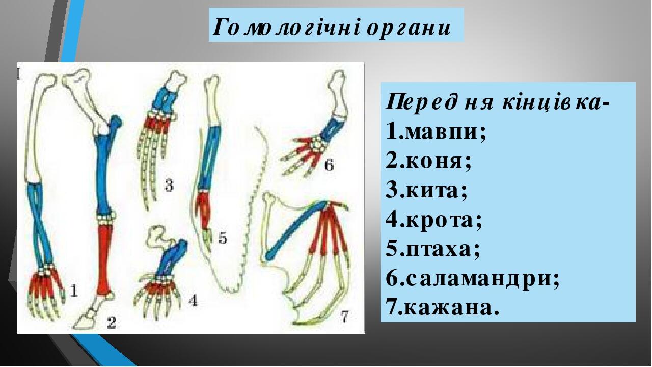 Стернотомия в архитектуре