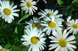 020042ph-3ef0-255x169.png