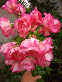 020043mu-4290-217x289.jpg