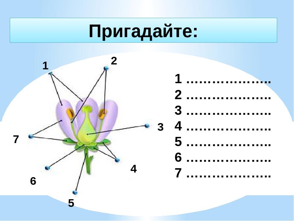 Пригадайте: 1 2 3 7 6 5 4 1 ……………….. 2 ……………….. 3 ……………….. 4 ……………….. 5 ……………….. 6 ……………….. 7 ………………..