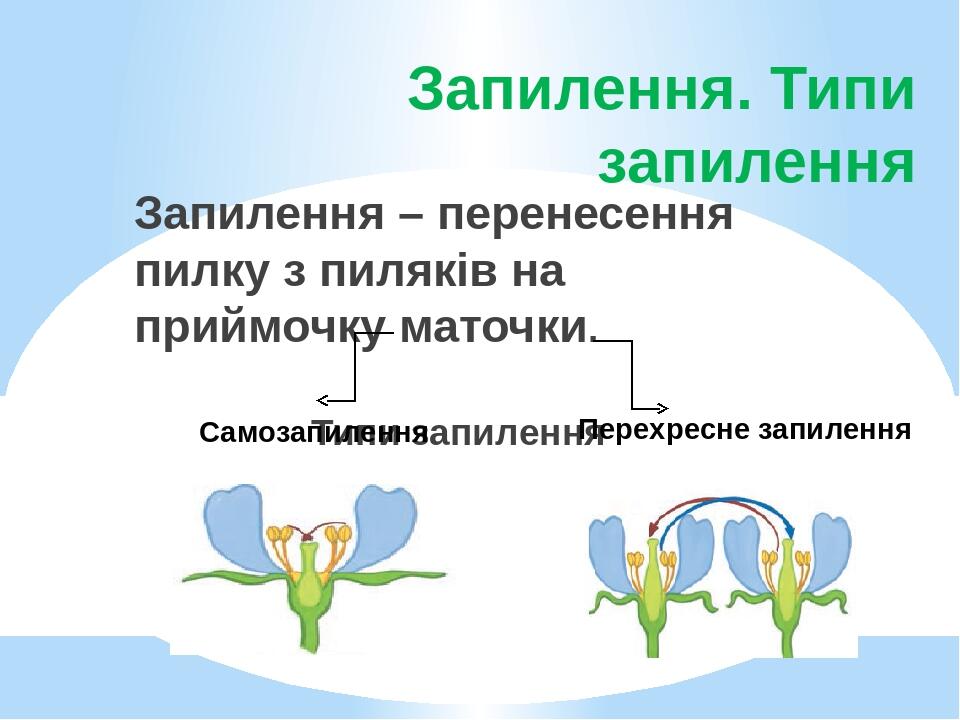 Запилення. Типи запилення Запилення – перенесення пилку з пиляків на приймочку маточки. Типи запилення Перехресне запилення Самозапилення