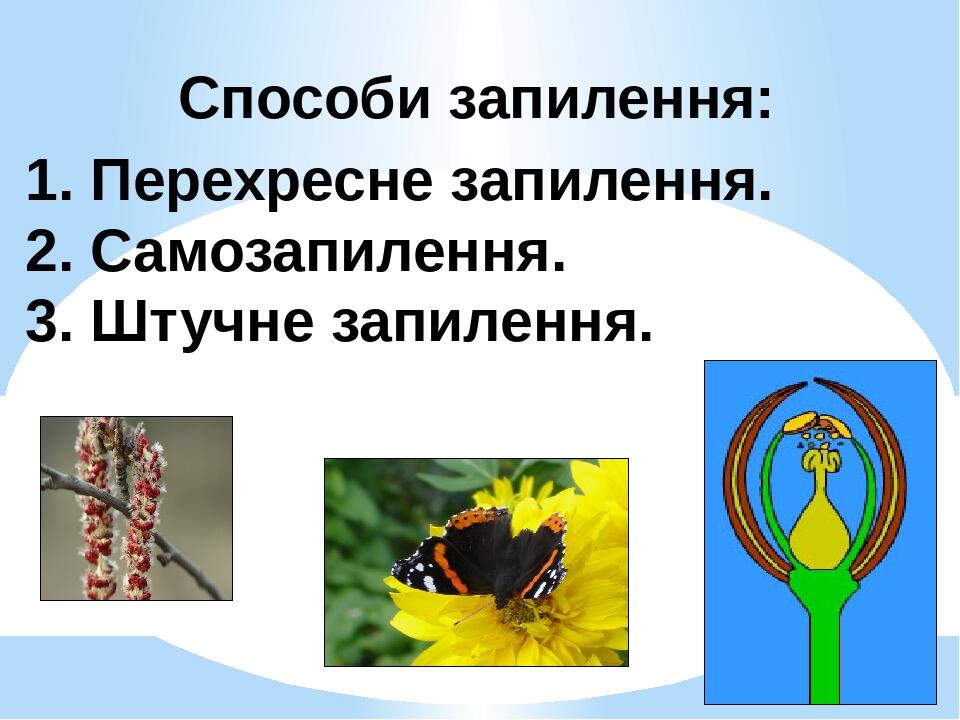 Способи запилення: 1. Перехресне запилення. 2. Самозапилення. 3. Штучне запилення.