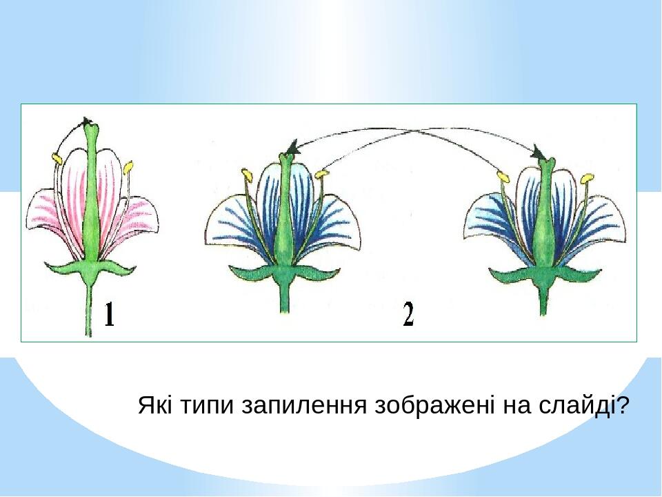 Які типи запилення зображені на слайді?