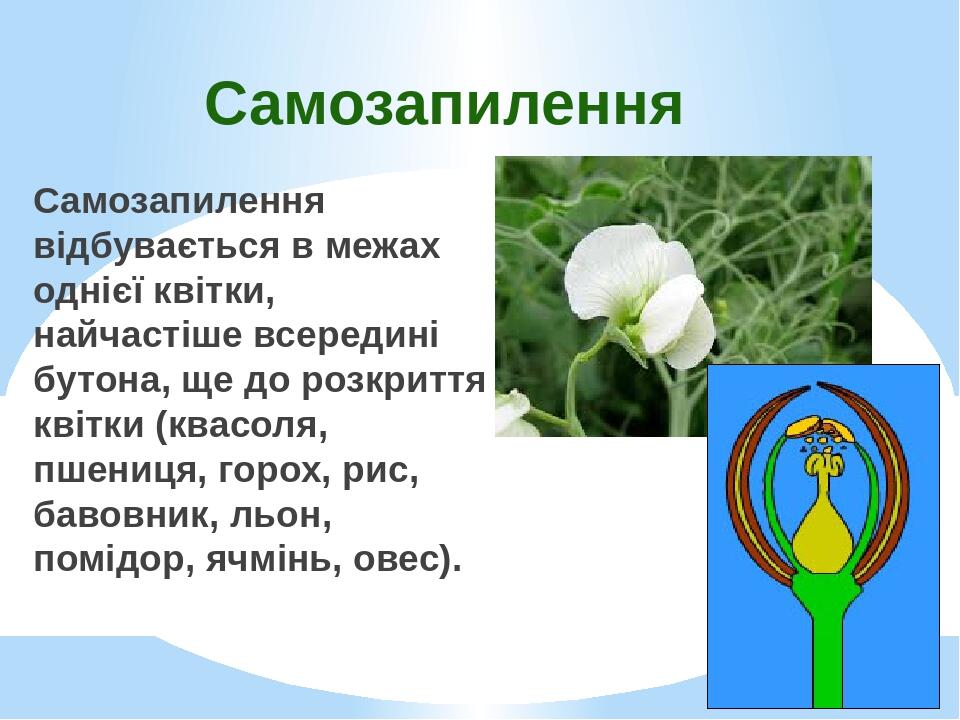 Самозапилення Самозапилення відбувається в межах однієї квітки, найчастіше всередині бутона, ще до розкриття квітки (квасоля, пшениця, горох, рис, ...