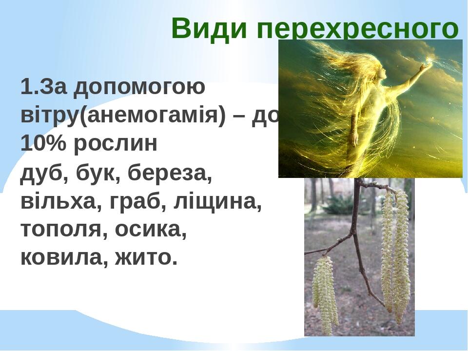 Види перехресного запилення 1.За допомогою вітру(анемогамія) – до 10% рослин дуб, бук, береза, вільха, граб, ліщина, тополя, осика, ковила, жито.