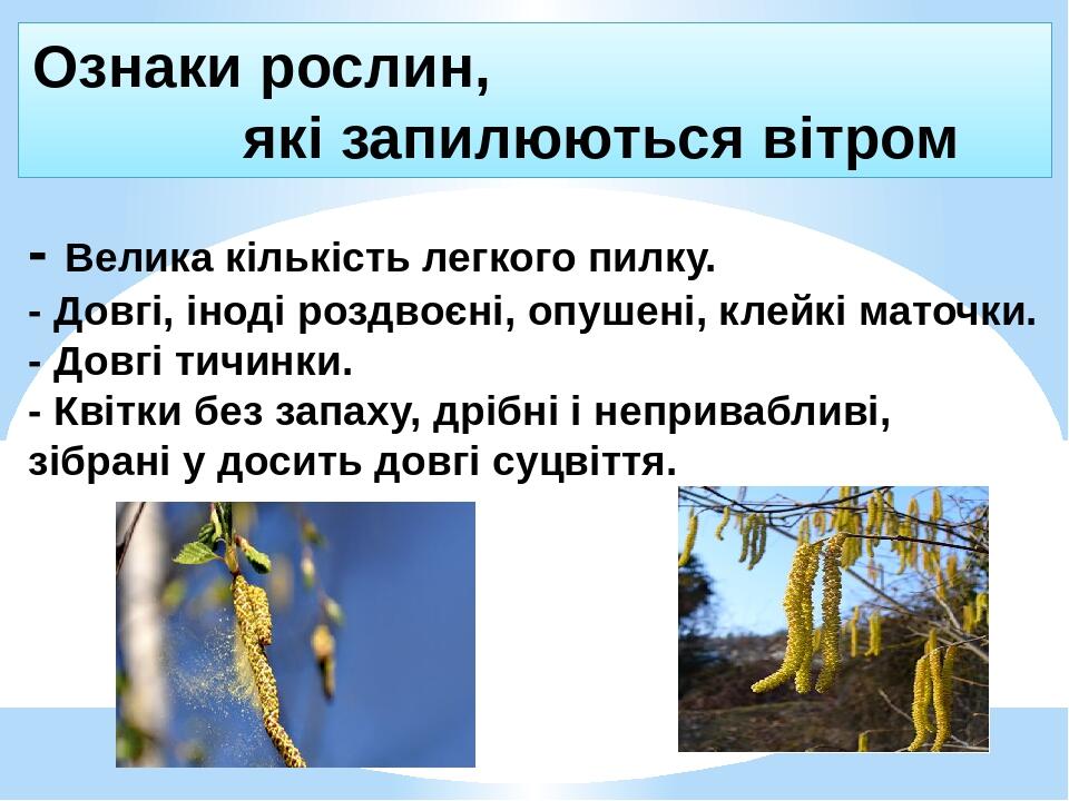 Ознаки рослин, які запилюються вітром - Велика кількість легкого пилку. - Довгі, іноді роздвоєні, опушені, клейкі маточки. - Довгі тичинки. - Квітк...