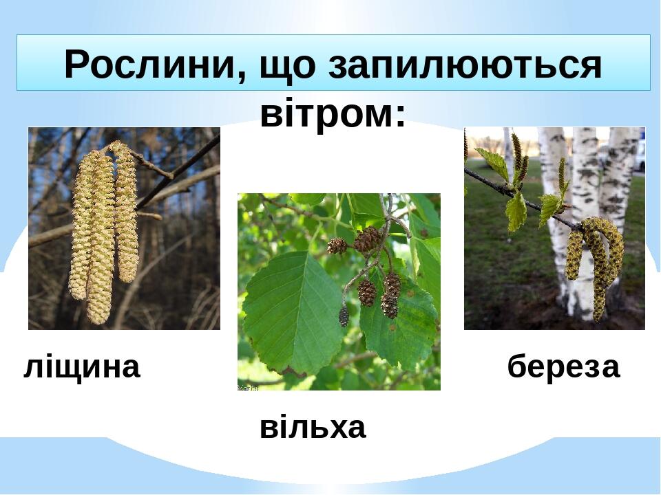 Рослини, що запилюються вітром: ліщина вільха береза