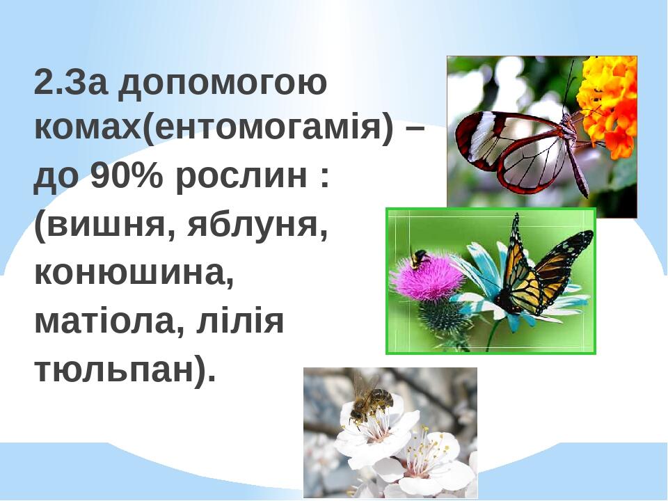 2.За допомогою комах(ентомогамія) – до 90% рослин : (вишня, яблуня, конюшина, матіола, лілія тюльпан).