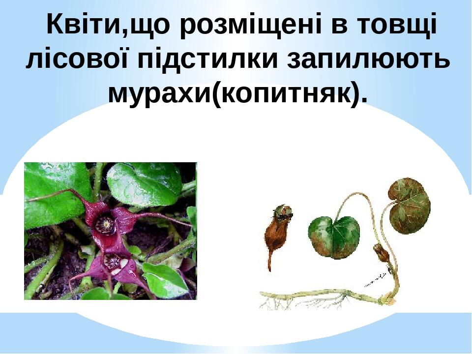 Квіти,що розміщені в товщі лісової підстилки запилюють мурахи(копитняк).