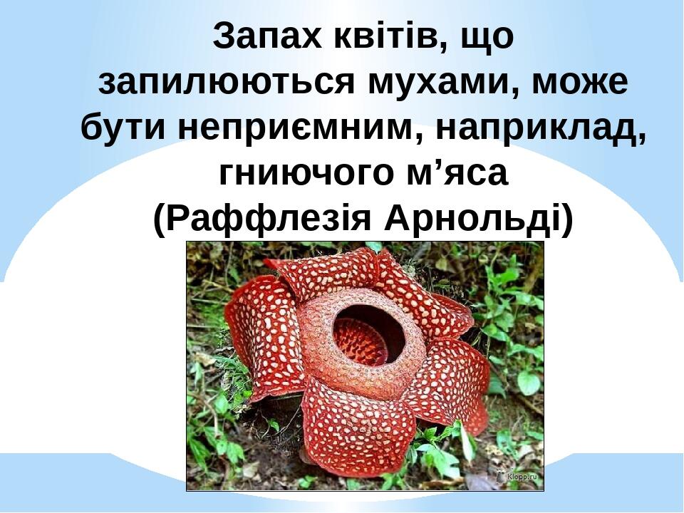 Запах квітів, що запилюються мухами, може бути неприємним, наприклад, гниючого м’яса (Раффлезія Арнольді)