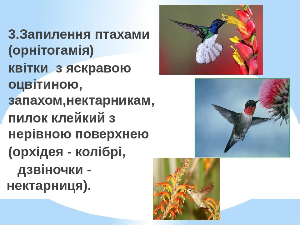 3.Запилення птахами (орнітогамія) квітки з яскравою оцвітиною, запахом,нектарникам, пилок клейкий з нерівною поверхнею (орхідея - колібрі, дзвіночк...