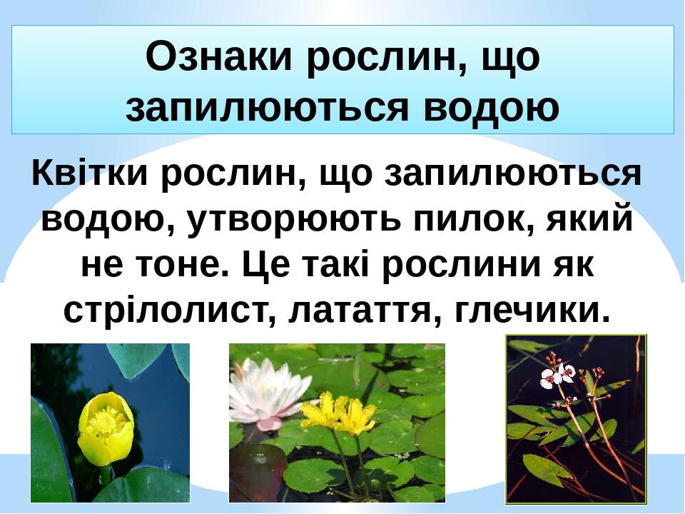 Ознаки рослин, що запилюються водою Квітки рослин, що запилюються водою, утворюють пилок, який не тоне. Це такі рослини як стрілолист, латаття, гле...