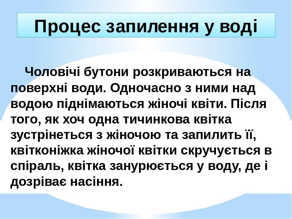 Чоловічі бутони розкриваються на поверхні води. Одночасно з ними над водою піднімаються жіночі квіти. Після того, як хоч одна тичинкова квітка зуст...