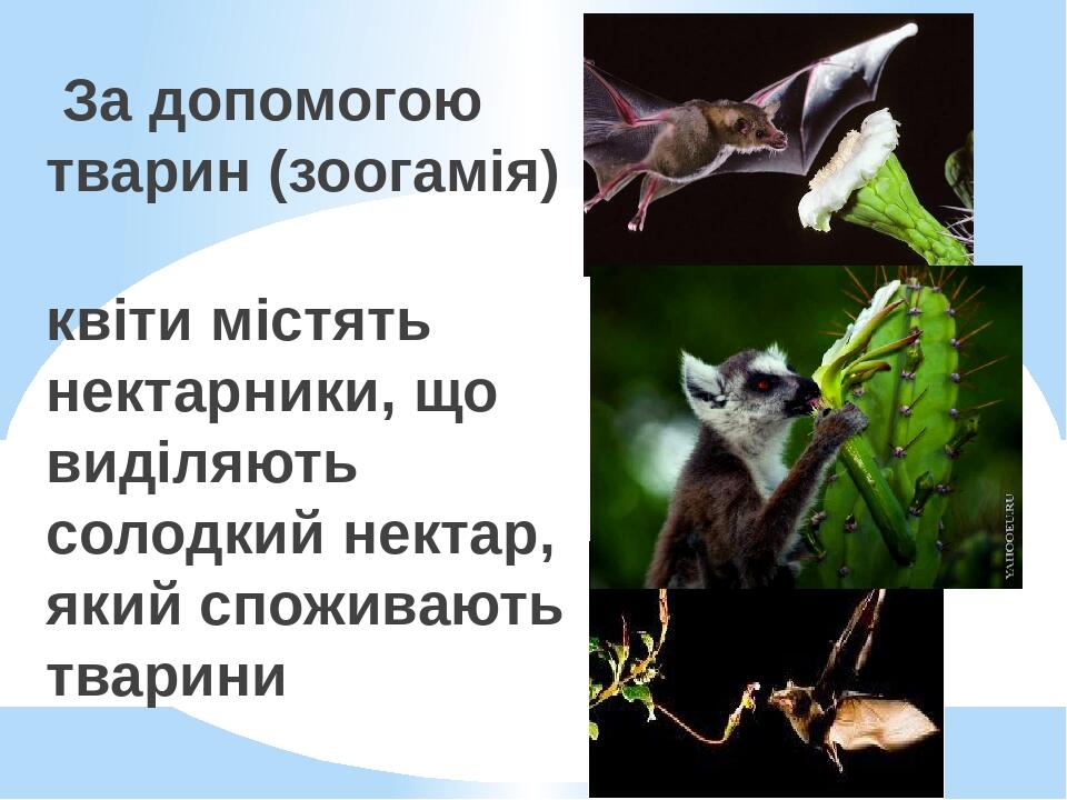 За допомогою тварин (зоогамія) квіти містять нектарники, що виділяють солодкий нектар, який споживають тварини