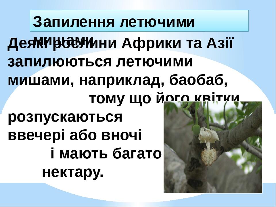 Деякі рослини Африки та Азії запилюються летючими мишами, наприклад, баобаб, тому що його квітки розпускаються ввечері або вночі і мають багато нек...