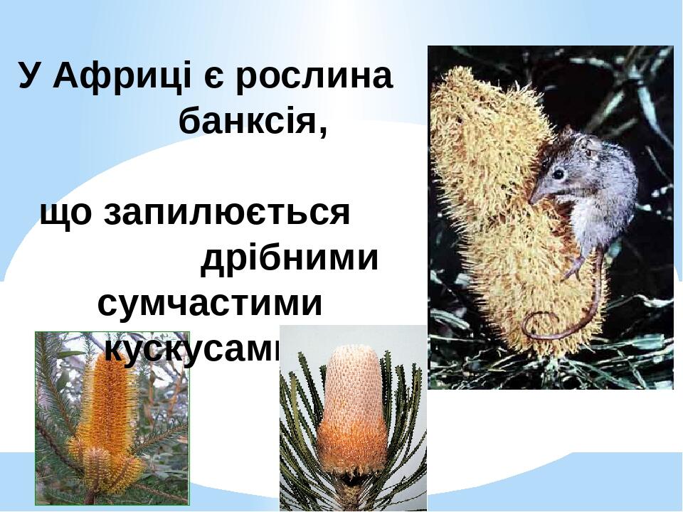 У Африці є рослина банксія, що запилюється дрібними сумчастими кускусами.