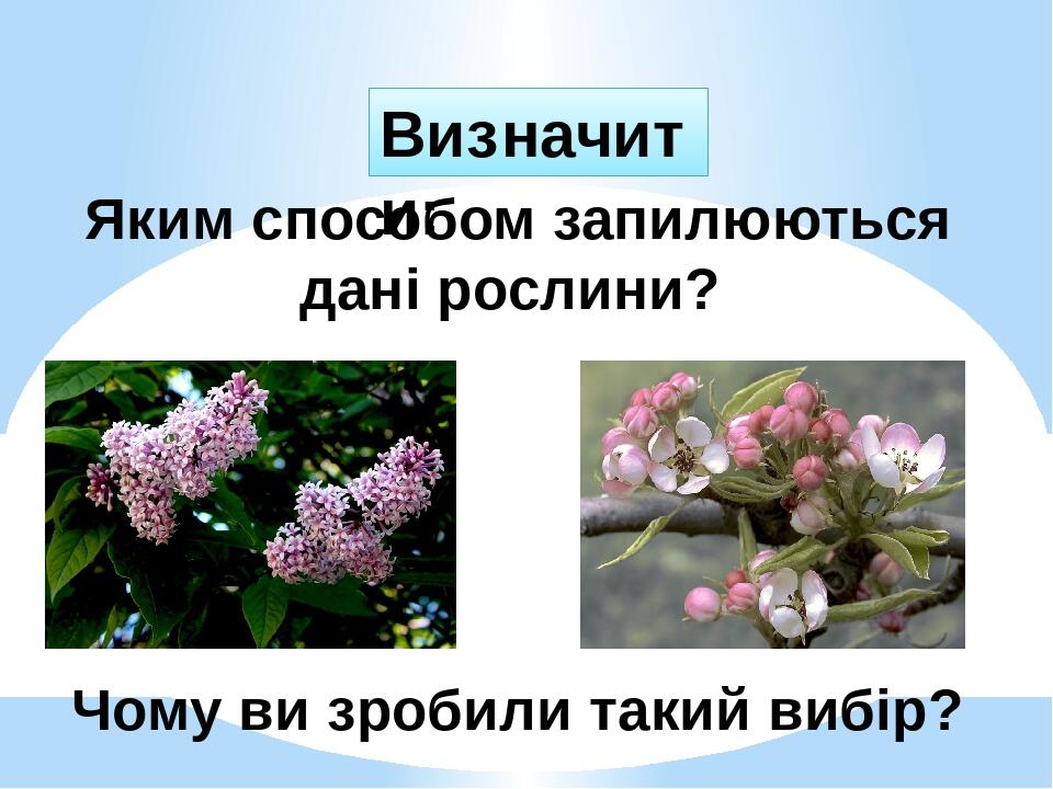 Яким способом запилюються дані рослини? Чому ви зробили такий вибір? Визначити: