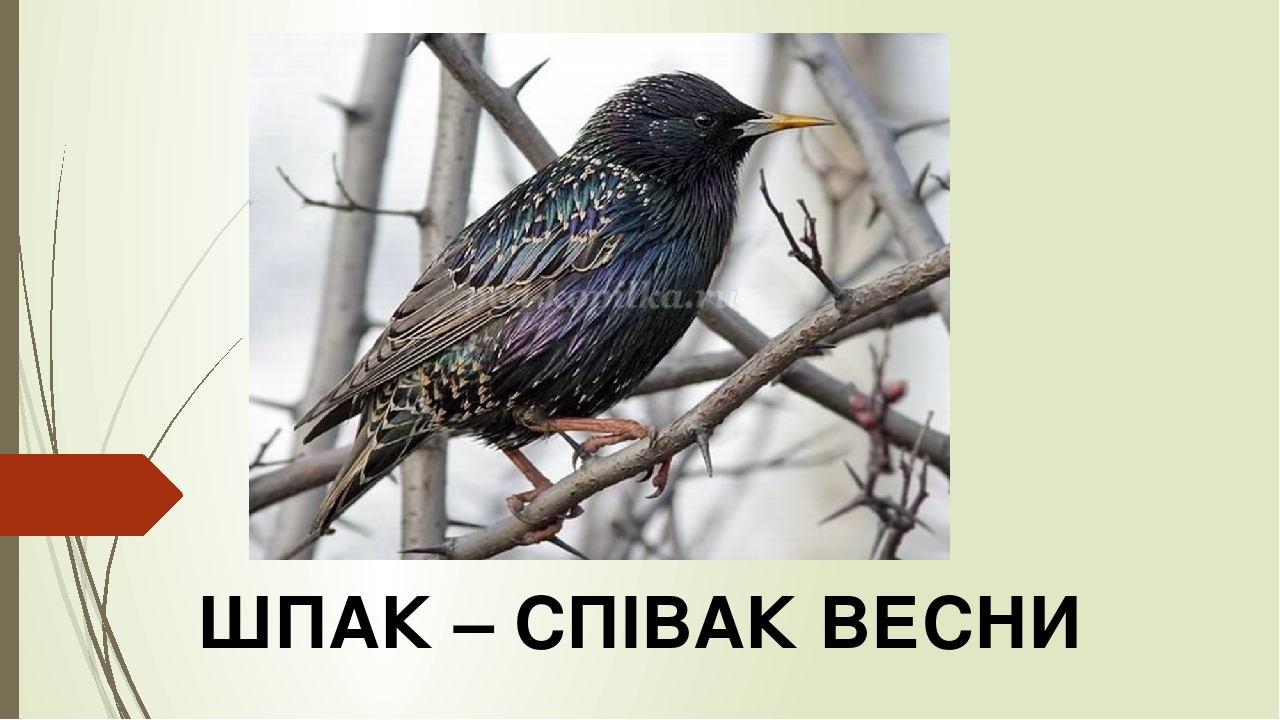 Шпак - співак весни