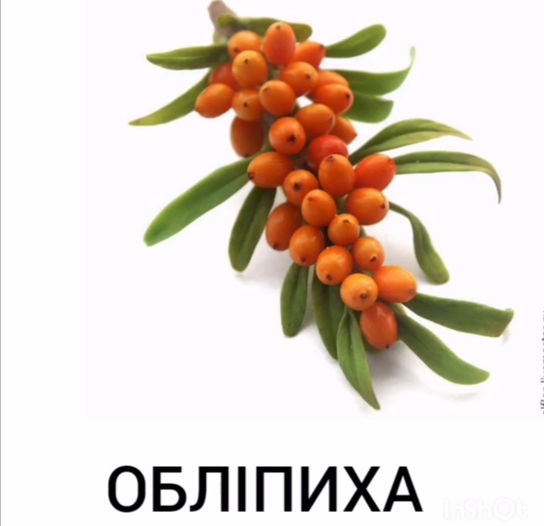 Облепиха без фона