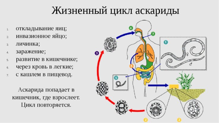 Человеческая многоножка схема