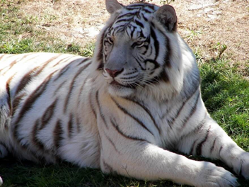 0200481x-c216-352x264.png