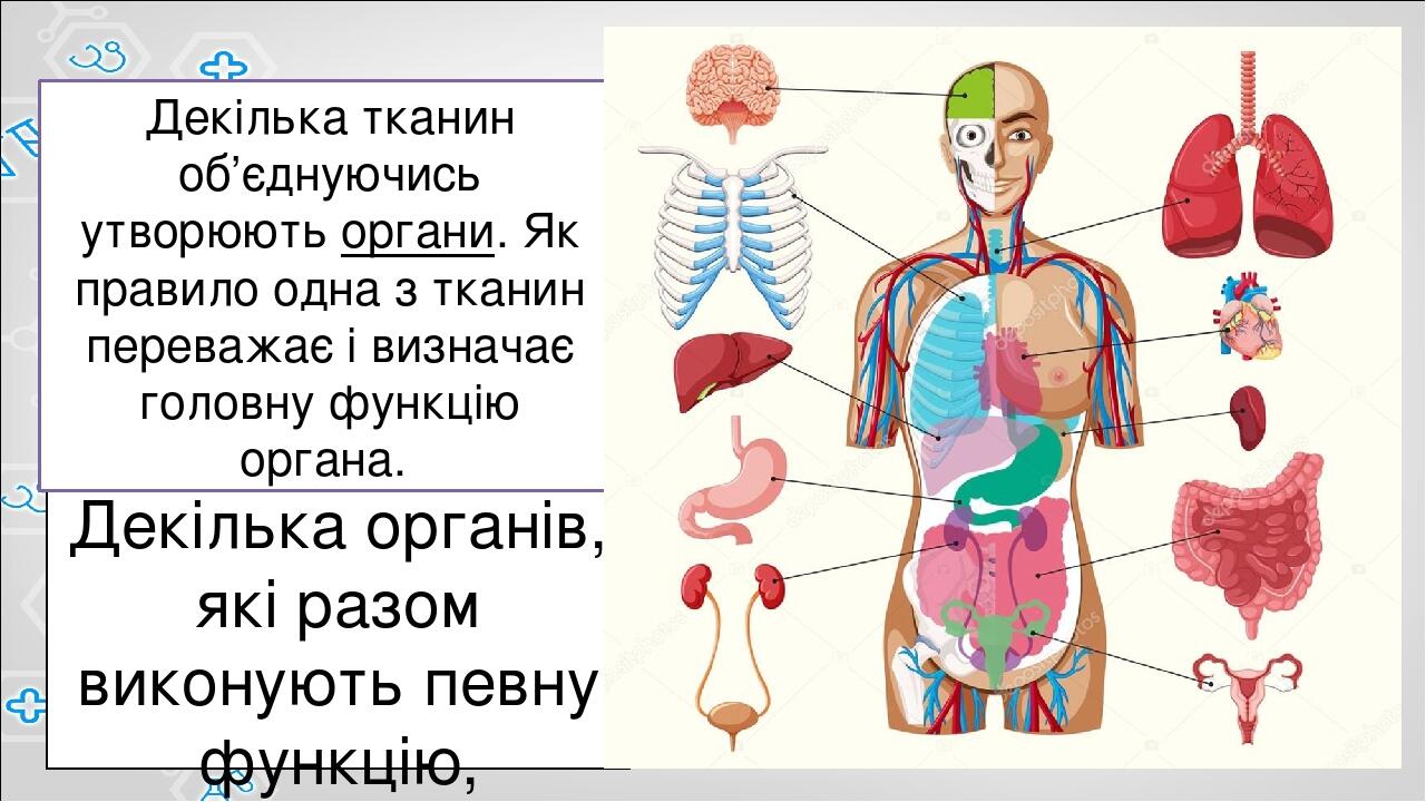 Человек часть биология