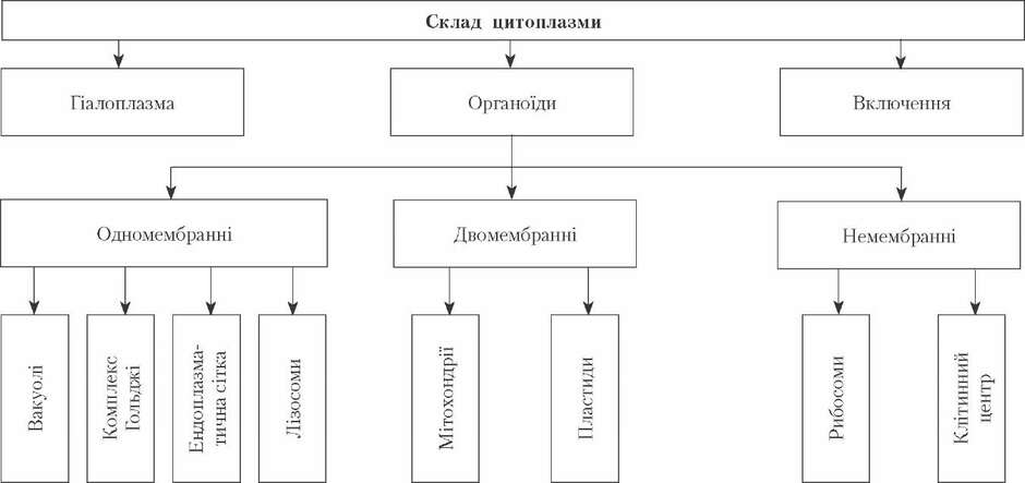 Структура еукаріотичної клітини цитоплазма". | Конспект. Біологія