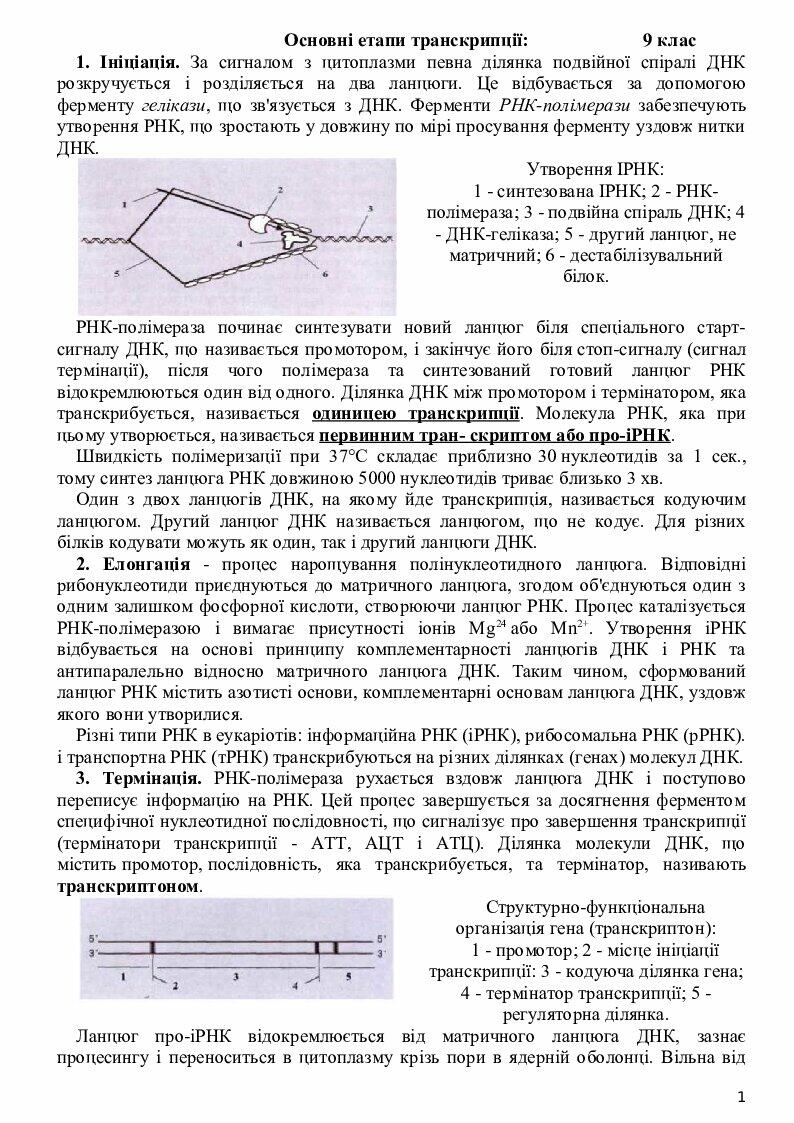 "Транскрипція. Основні етапи транскрипції". | Інші методичні матеріали ...