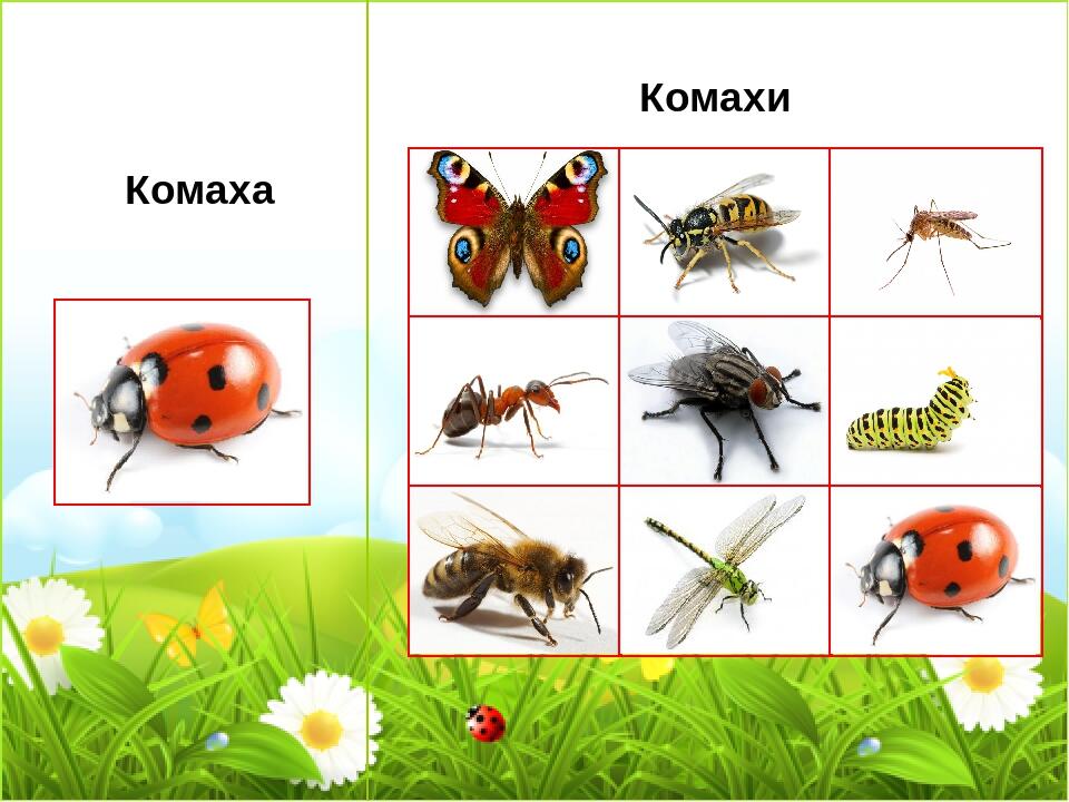 Картинки для дітей комахи