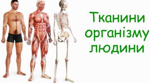 Тканини організму людини
