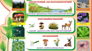 Рівні організації життя